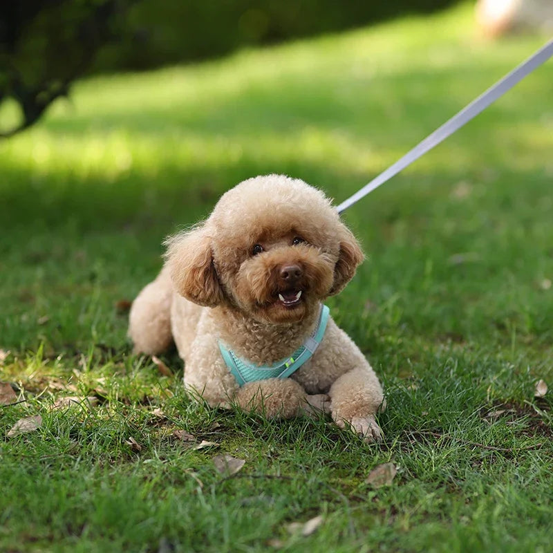 Dog Harness and Leash Set for Small Dogs