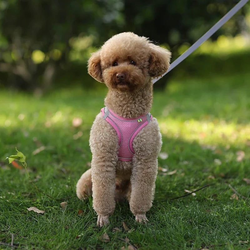 Dog Harness and Leash Set for Small Dogs