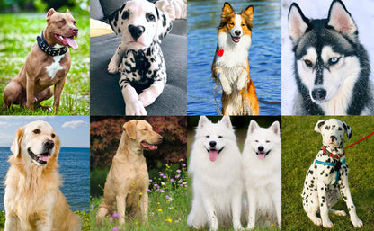 Dog Training Clicker - Pet Training Aid